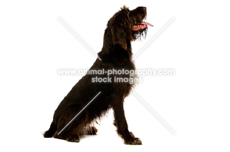 German Wirehaired Pointer sitting isolated on a white background