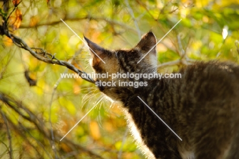 kitten in autumn