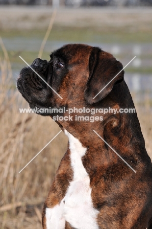 Boxer looking up