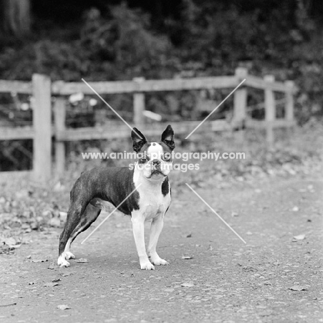 boston terrier on a track