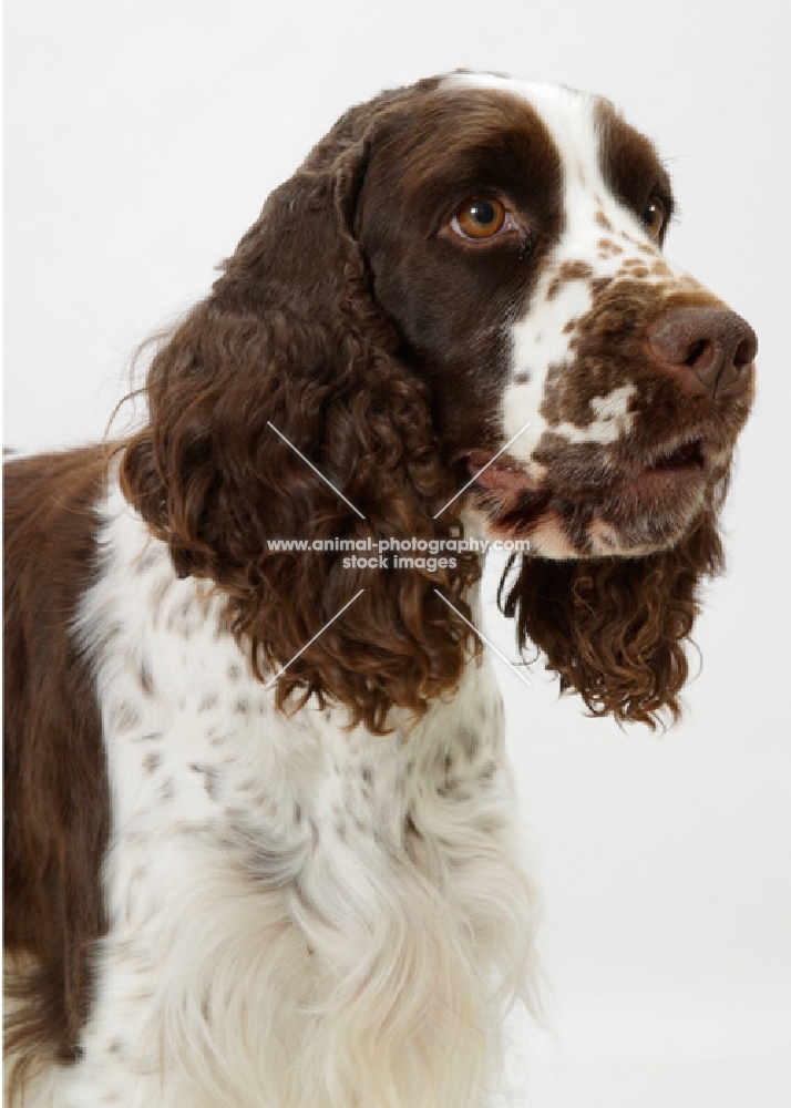 Liver & White English  Springer  Spaniel, Australian Champion portrait