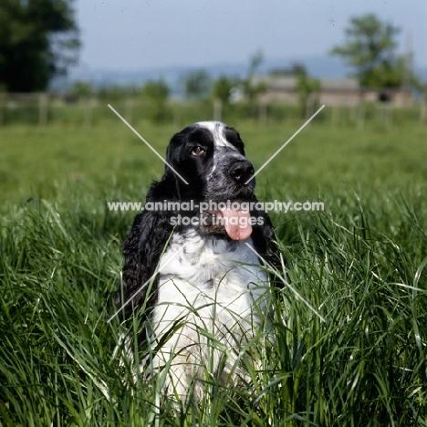  sh ch coltrim mississippi gambler, english cocker spaniel sitting in long grass