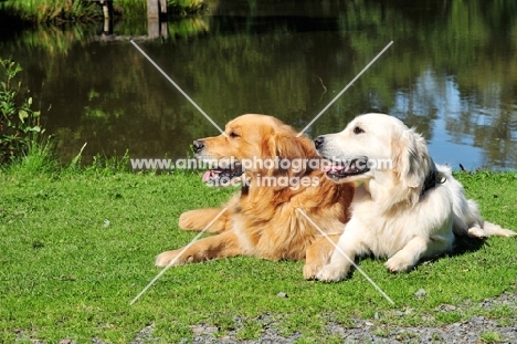 two Golden Retrievers lying down together