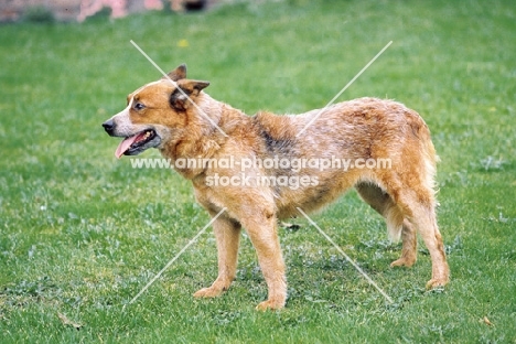 Australian Cattle Dog standing on grass