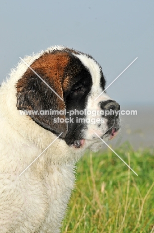 young Saint Bernard