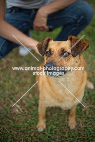 small mongrel dog sitting near owner