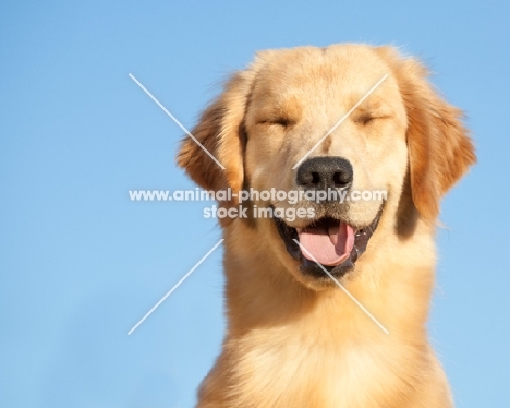 Golden Retriever looking happy