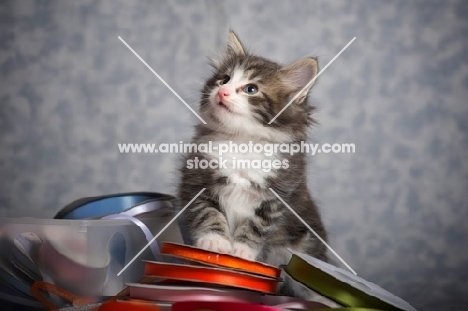 norwegian forest kitten sitting on a pile of colored ribbons