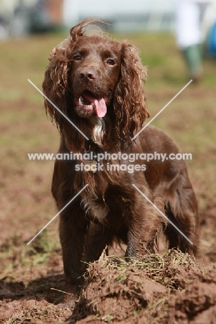 brown English Cocker Spaniel