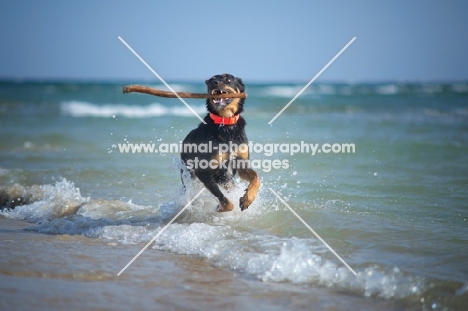 Dobermann-cross running in the sea with a stick in its mouth