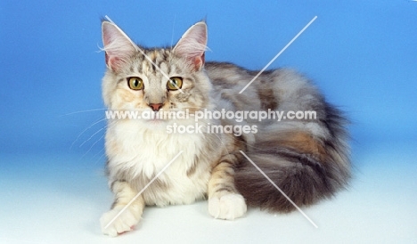 silver tortie and white, dilute Maince Coon cat