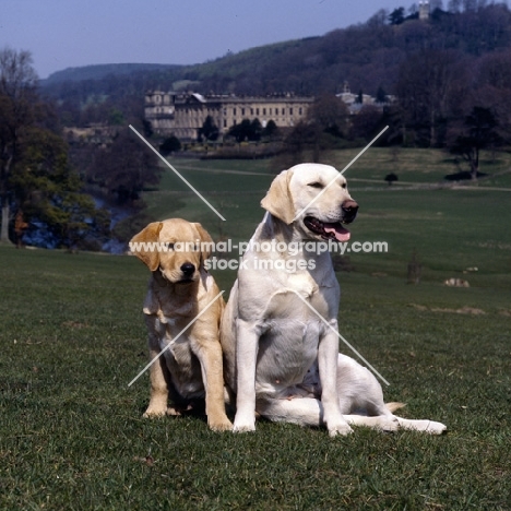 labrador puppy and bitch at chatsworth