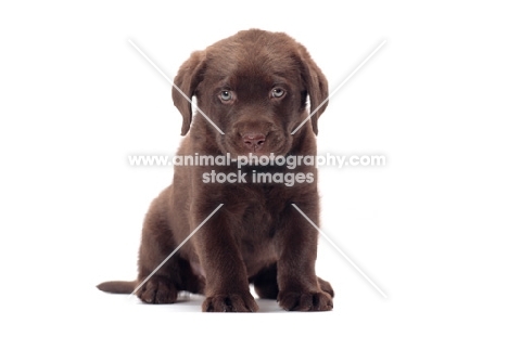 chocolate Labrador Retriever puppy sitting on white background