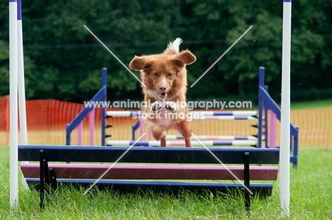 Nova Scotia Duck Tolling Retriever at dog trial