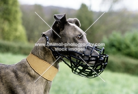 greyhound wearing a muzzle