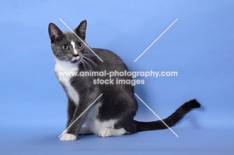 blue and white cat sitting