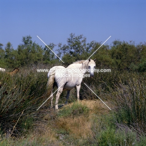 Camargue mare back view looking round