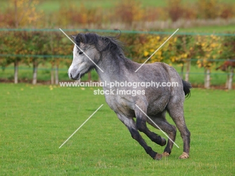 Welsh Mountain Pony (Section A) running