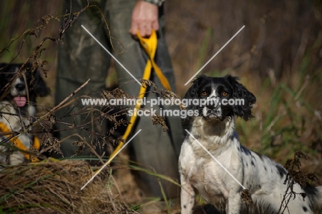 two english springer spaniels on a lead, waiting during a hunt