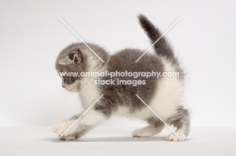 Blue Classic Tabby & White Scottish Fold kitten