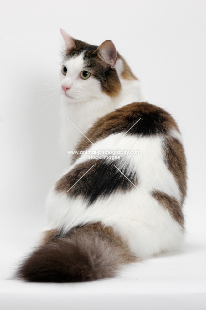 Maine Coon sitting down, Brown Mackerel Tabby White