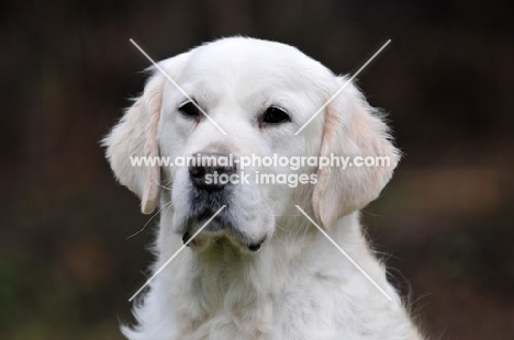 Golden Retriever portrait