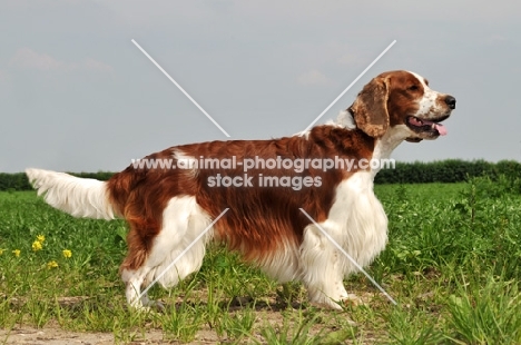 Welsh Springer Spaniel