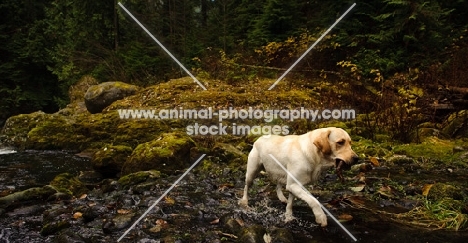 cream Labrador Retriever walking away