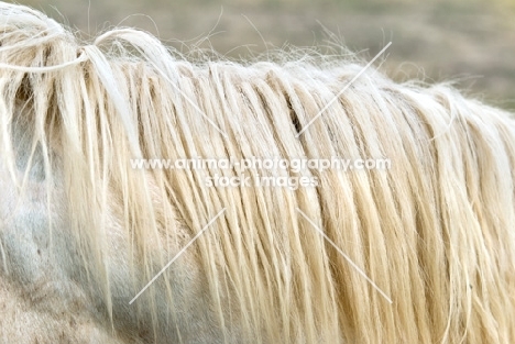 white horse mane