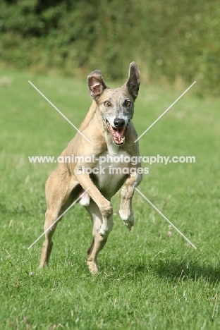 Lurcher in motion