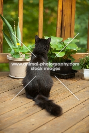 black cat, back view