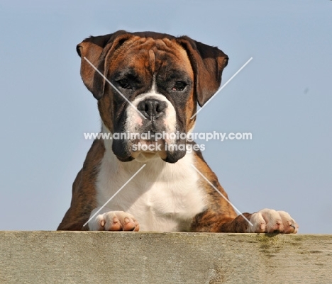 Boxer behind fence