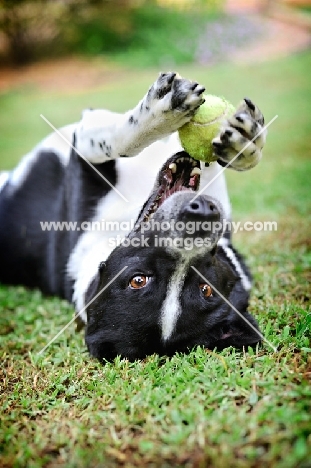 Australian Cattle Dog mix