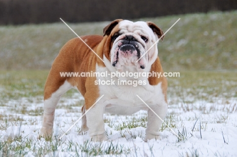 Bulldog in snow