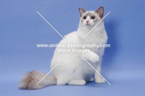 blue point Ragdoll