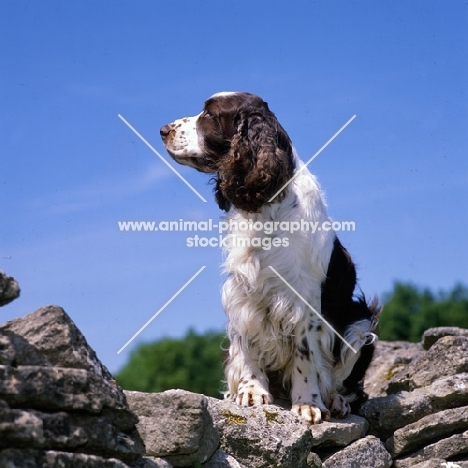 english springer spaniel sitting on a wall