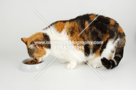 non pedigree tortie and white cat eating food