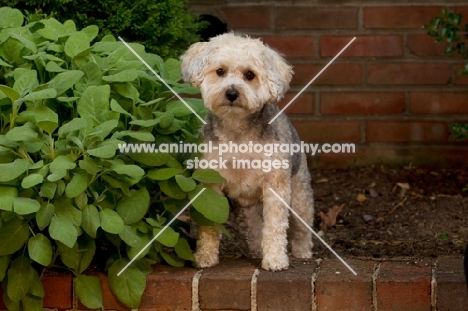 Yorkipoo (Yorkshire Terrier / Poodle Hybrid Dog) also known as Yorkiedoodle