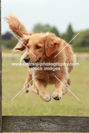 Golden retriever jumping fence