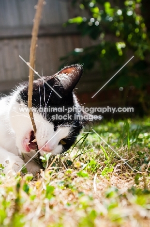 bi-coloured short haired cat chewing branch