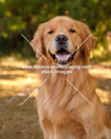 happy looking Golden Retriever