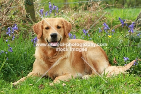 Golden Retriever lying near flowers