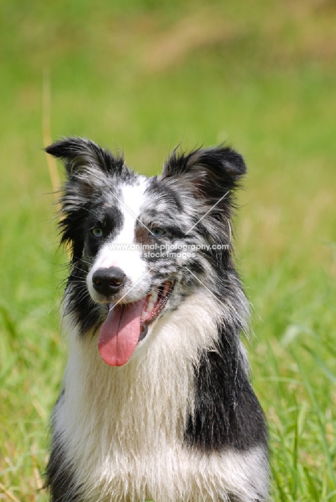 Australian Shepherd working type, portrait