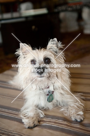 terrier mix sitting