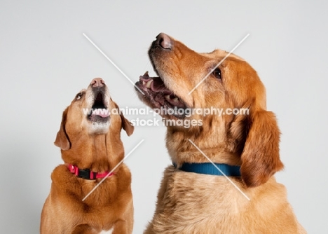 Golden Retriever and fox red Labrador sitting on grey studio background.