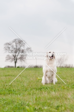 Labrador sitting in field, smiling