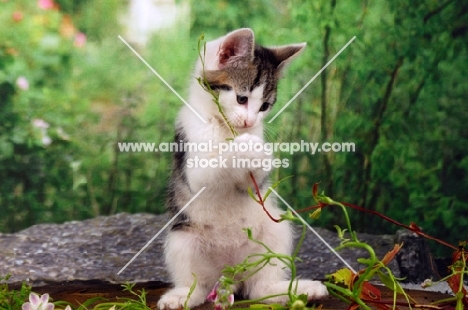 tabby and white kitten playing with plant