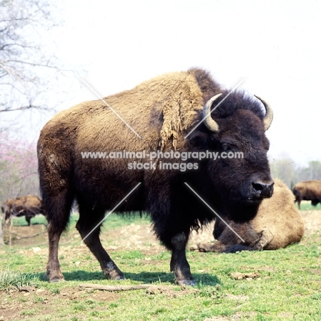 buffalo in usa, bison