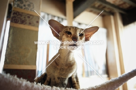 oriental shorthair tabby staring from top