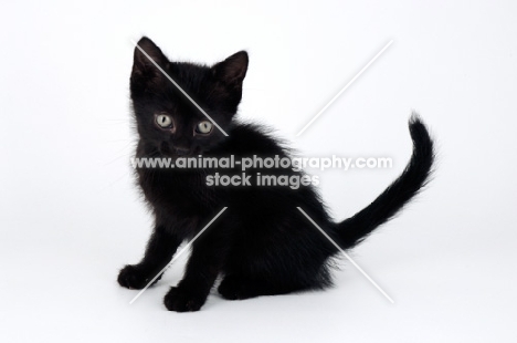 black shorthair kitten sitting down